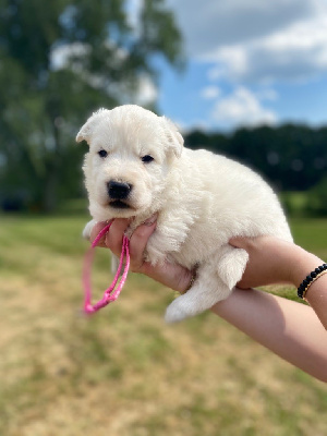 CHIOT