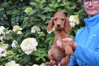 CHIOT 7
