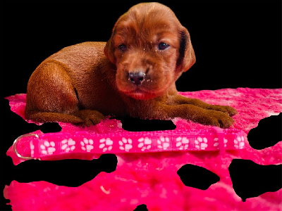 CHIOT