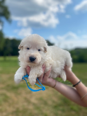 CHIOT
