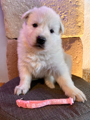 CHIOT