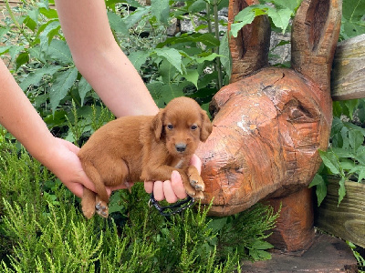 CHIOT 8
