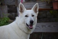 CHIOT