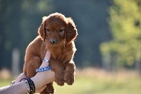 CHIOT