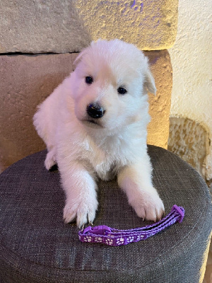 CHIOT