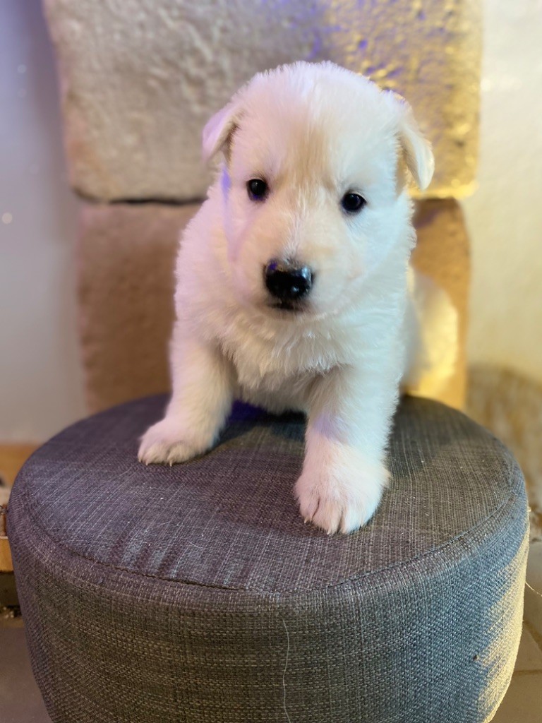 CHIOT