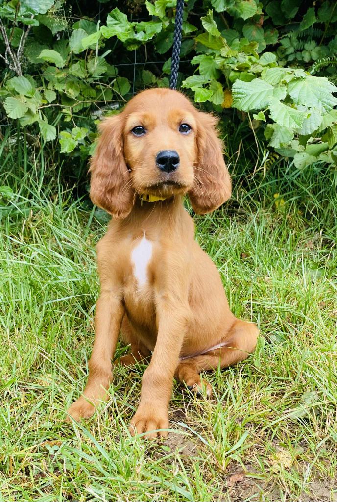 du Domaine de Criska - Chiots disponibles - Setter irlandais rouge