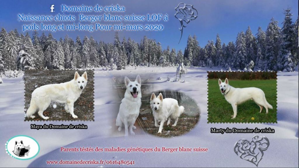 Chiot Berger Blanc Suisse du Domaine de Criska