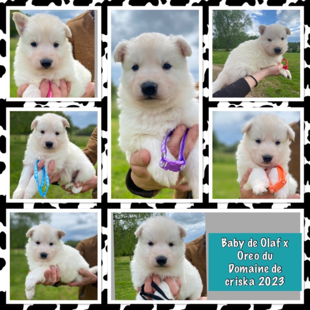 Chiot Berger Blanc Suisse du Domaine de Criska