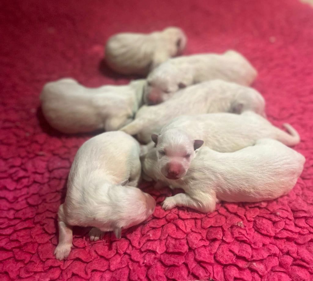 Chiot Berger Blanc Suisse du Domaine de Criska