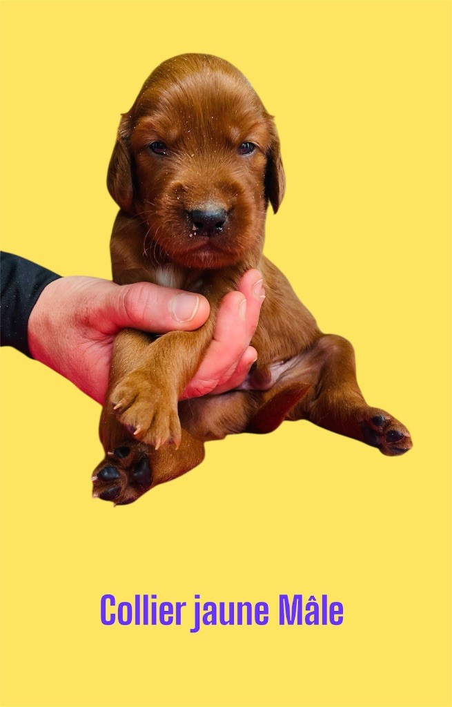 du Domaine de Criska - Chiots disponibles - Setter irlandais rouge
