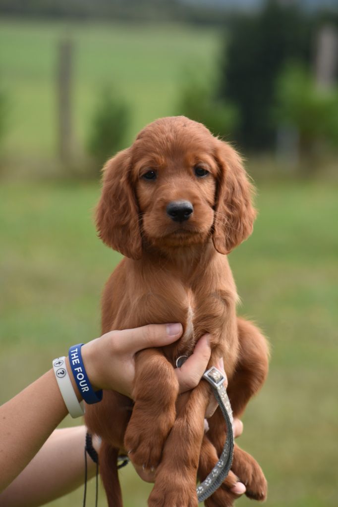 Chiot Setter irlandais rouge du Domaine de Criska
