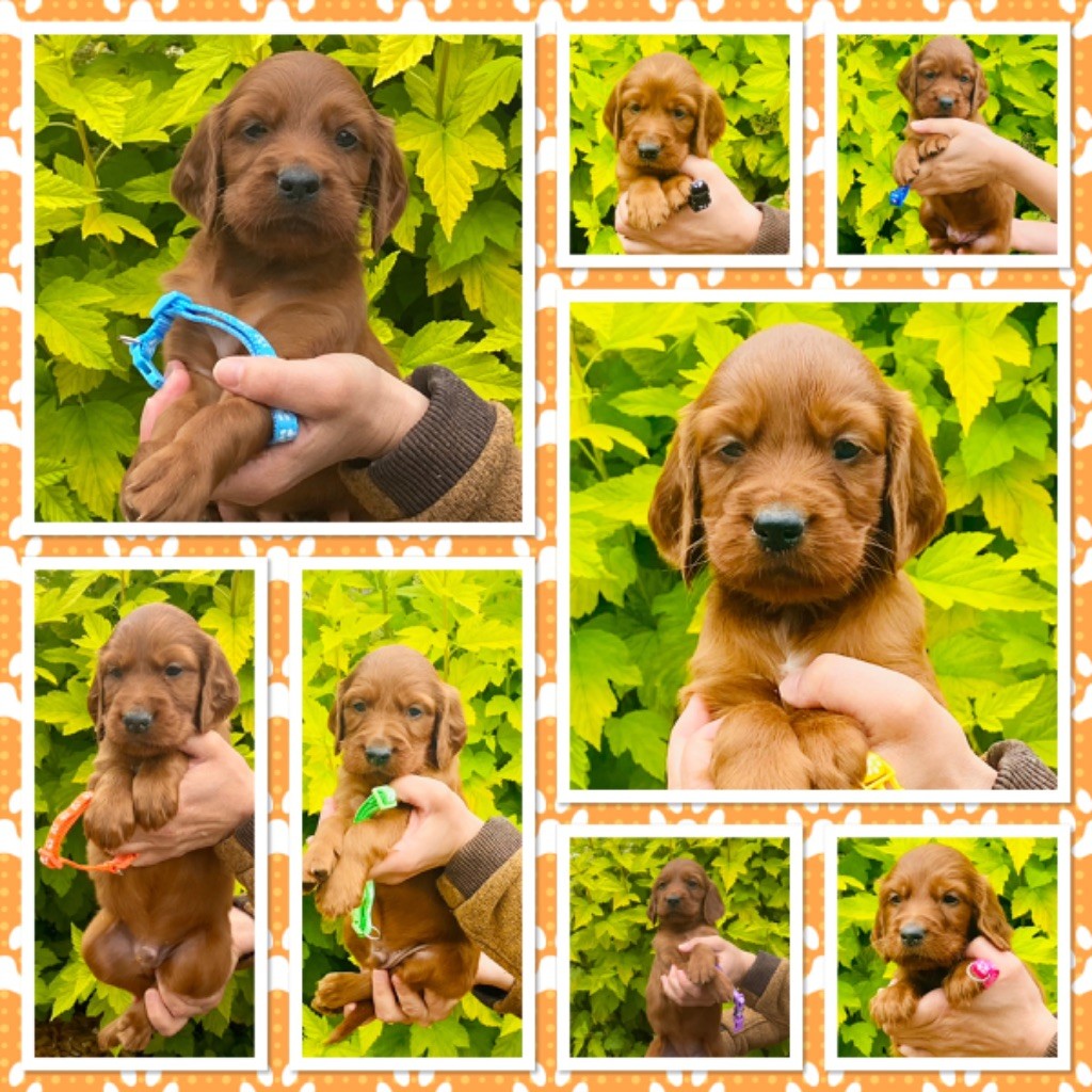 Chiot Setter irlandais rouge du Domaine de Criska