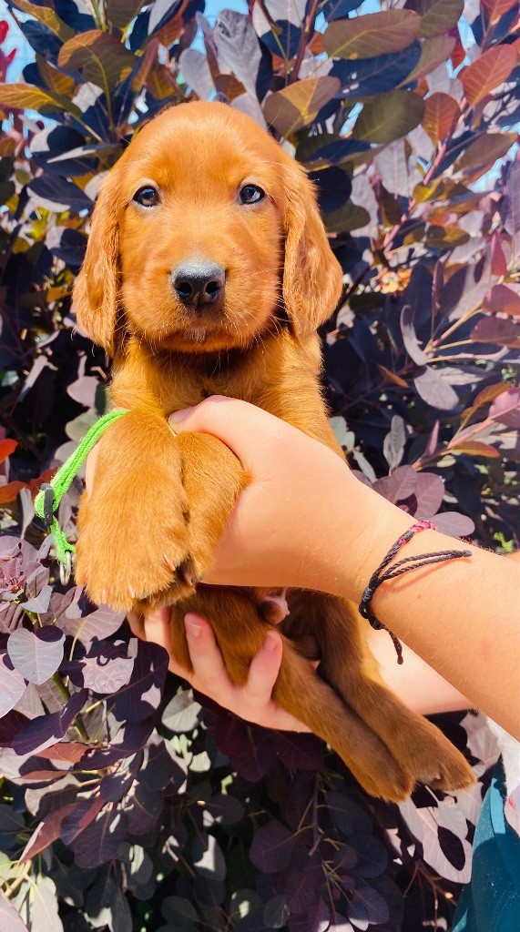 du Domaine de Criska - Chiots disponibles - Setter irlandais rouge