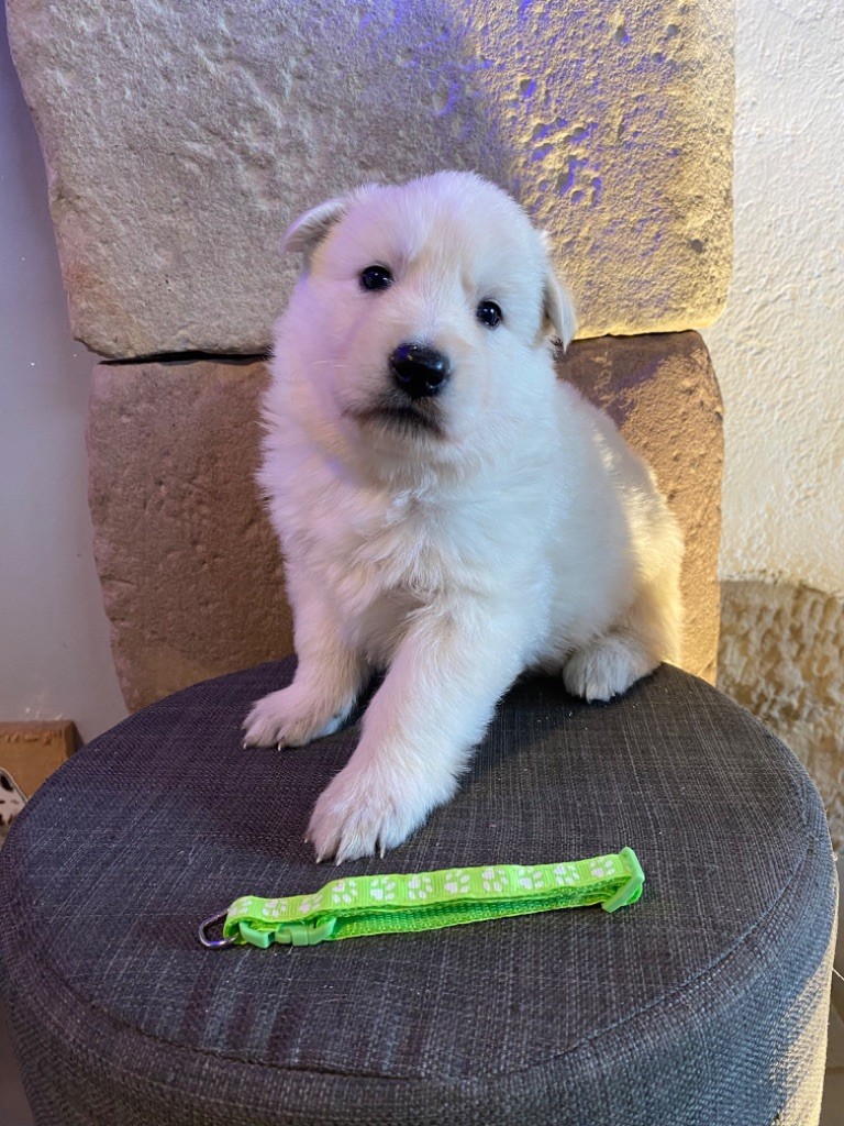 CHIOT