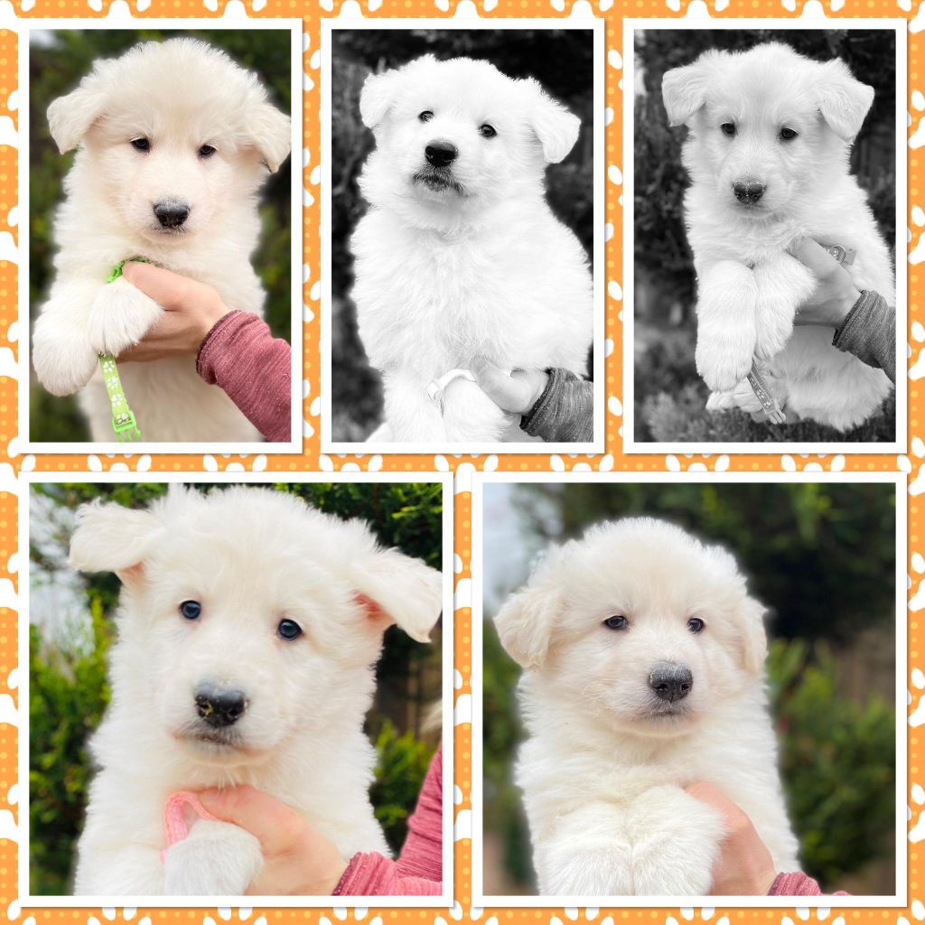Chiot Berger Blanc Suisse du Domaine de Criska