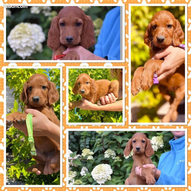 Chiot Setter irlandais rouge du Domaine de Criska