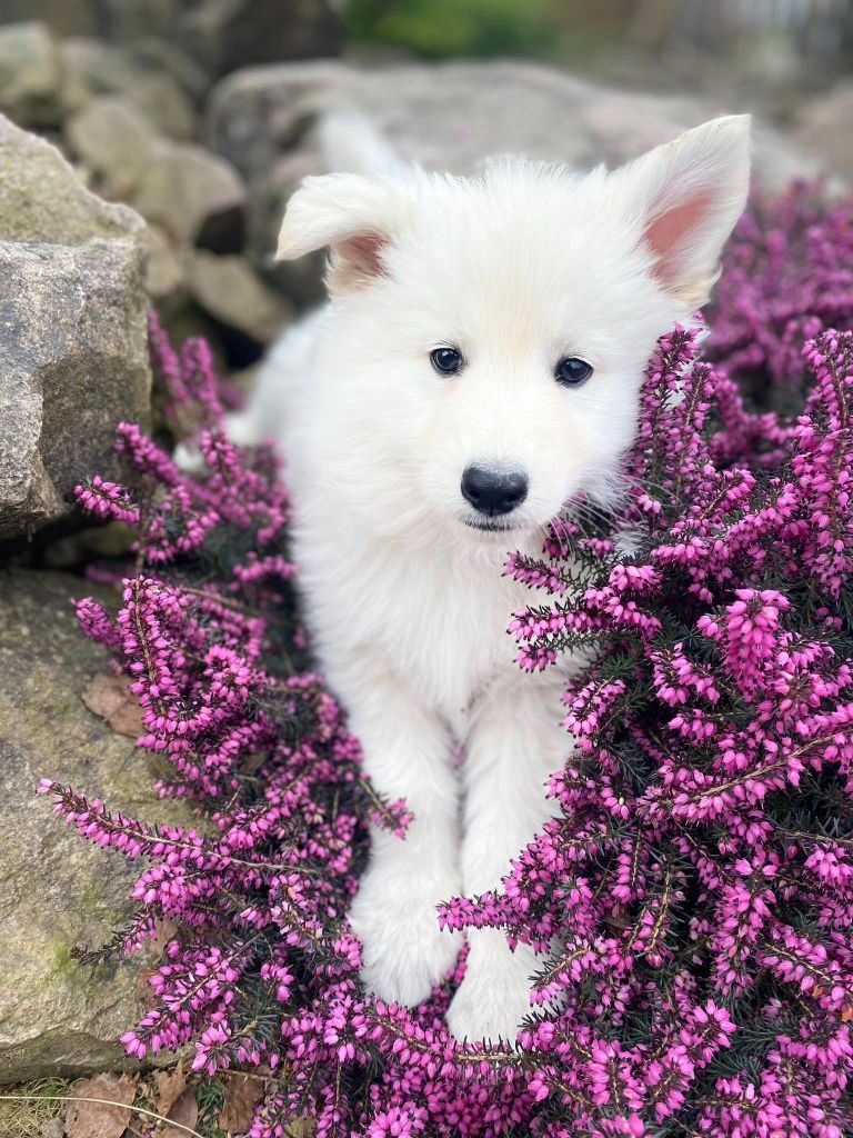 CHIOT