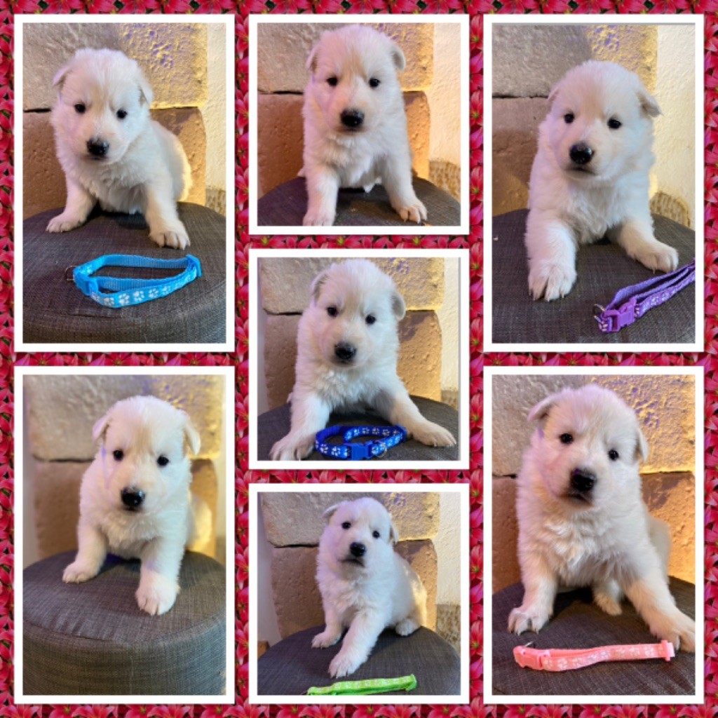 Chiot Berger Blanc Suisse du Domaine de Criska