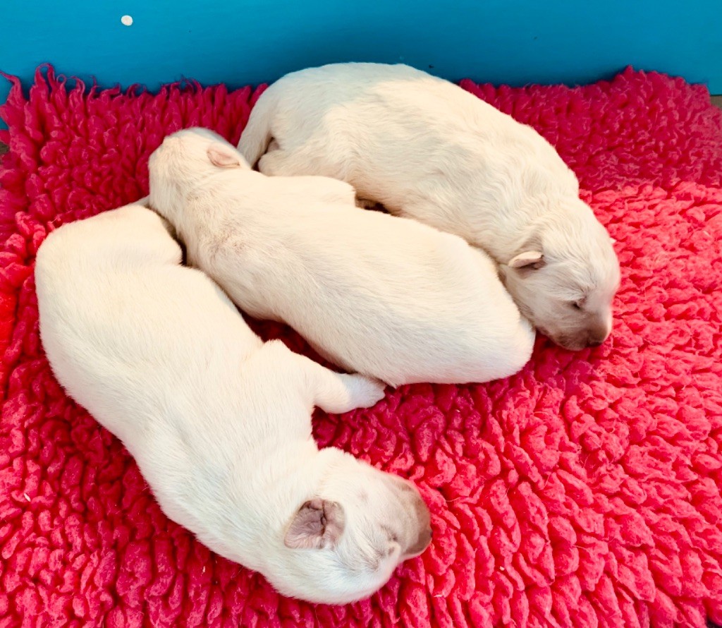 Chiot Berger Blanc Suisse du Domaine de Criska
