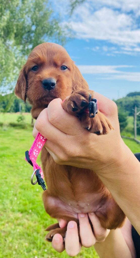 du Domaine de Criska - Chiots disponibles - Setter irlandais rouge