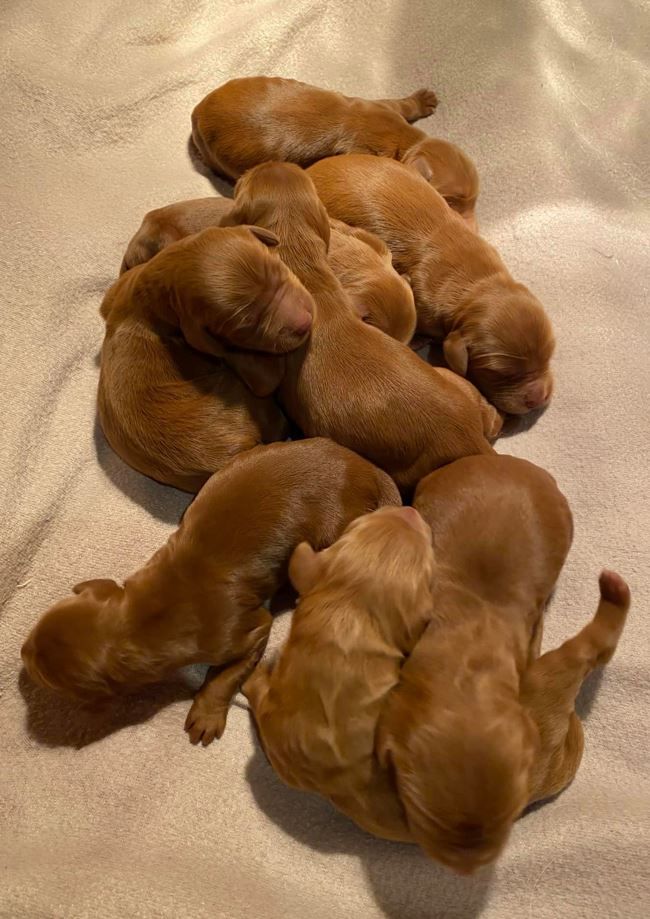Chiot Setter irlandais rouge du Domaine de Criska