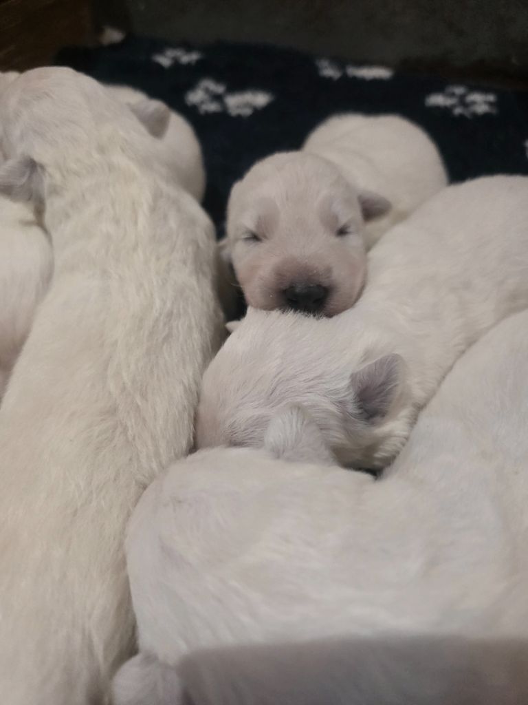 du Domaine de Criska - Berger Blanc Suisse - Portée née le 17/08/2025