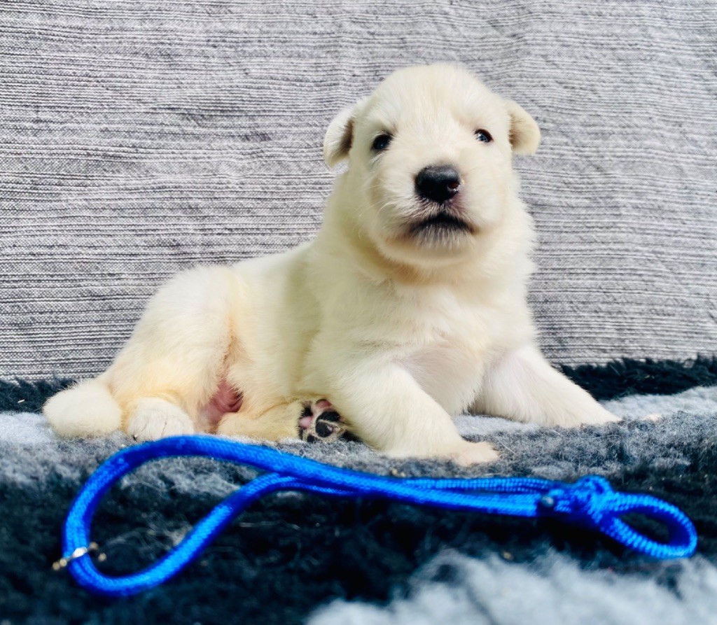 CHIOT