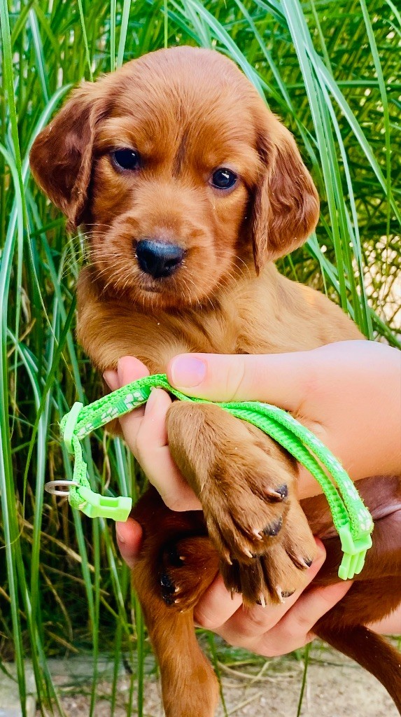 du Domaine de Criska - Chiots disponibles - Setter irlandais rouge