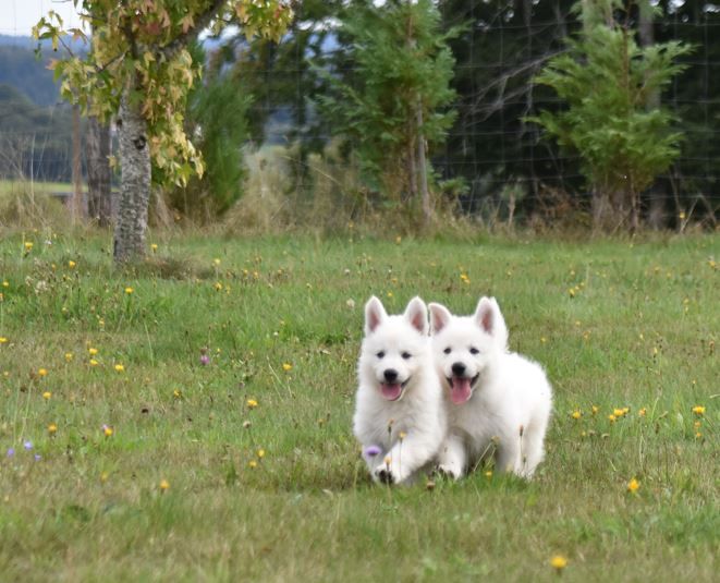 du Domaine de Criska - Chiots disponibles - Berger Blanc Suisse