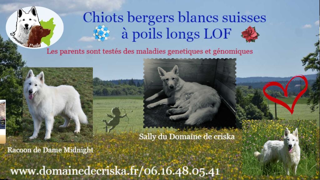 Chiot Berger Blanc Suisse du Domaine de Criska