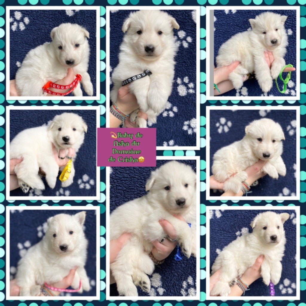 Chiot Berger Blanc Suisse du Domaine de Criska