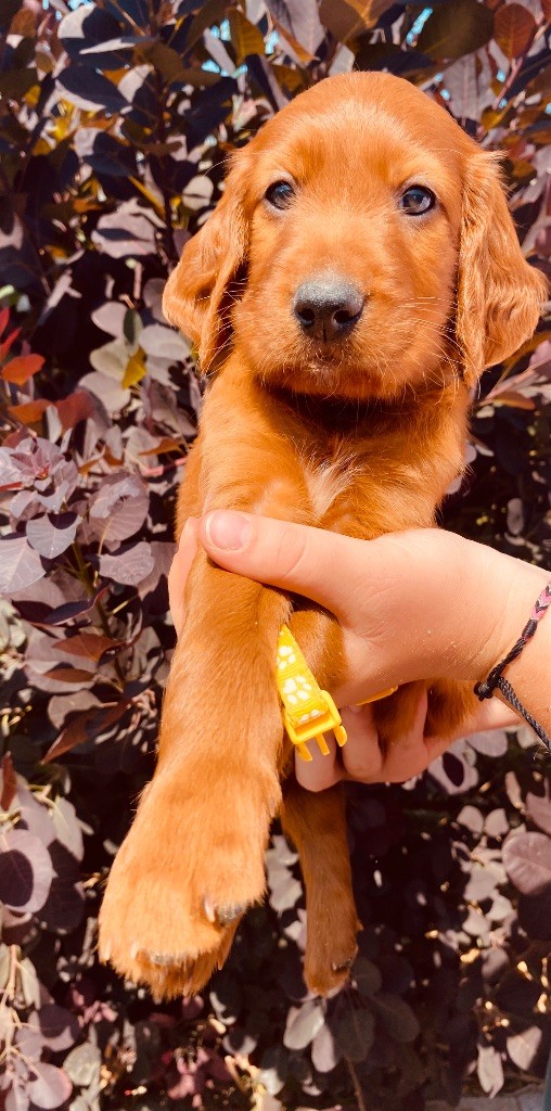 du Domaine de Criska - Chiots disponibles - Setter irlandais rouge