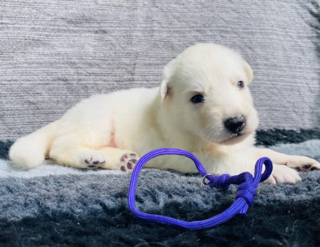 CHIOT
