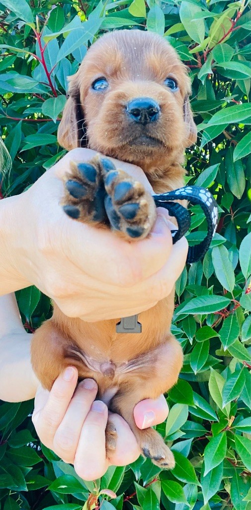 du Domaine de Criska - Chiots disponibles - Setter irlandais rouge