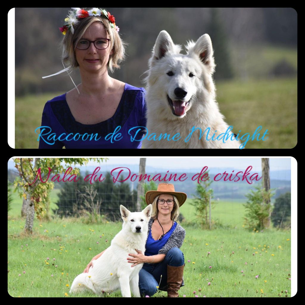 Chiot Berger Blanc Suisse du Domaine de Criska